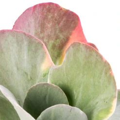 Kalanchoe Luciae Fantastic - Paddle Plant -Greencore Store Kalanchoe luciae Fantastic Paddle Plant SWATCH