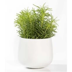 Kevan Essentials Plant Pot - Matt White -Greencore Store Kevan Plant Pot Matt White Houseplant