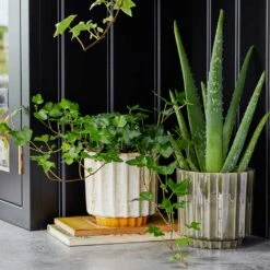 Lugano Scalloped Plant Pot - Green -Greencore Store LIfestyle Lugano Scalloped Plant Pot ae74e4e0 f0a1 4527 b98d a98742e47a0d