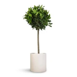 Max Refined Planter - Natural White 16 Max Refined Planter - Natural White -Greencore Store Laurus nobilis Bay Tree 25x130cm Max Refined Planter Natural White 29x29.5cm 60aea5e9 dce7 4349 9dcd da1f6b99943b