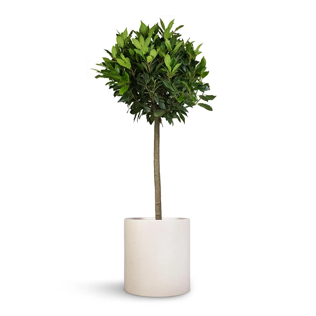Max Refined Planter - Natural White 5 Max Refined Planter - Natural White - Image 3