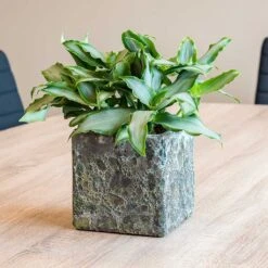 Lava Cube Relic Planter - Jade -Greencore Store Lava Cube Relic Planter Jade Houseplants