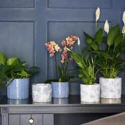 Lazzaro Plant Pot - Vintage Bird 14 Lazzaro Plant Pot - Vintage Bird -Greencore Store Lazzaro Plant Pot Vintage Bird 15 x 13cm