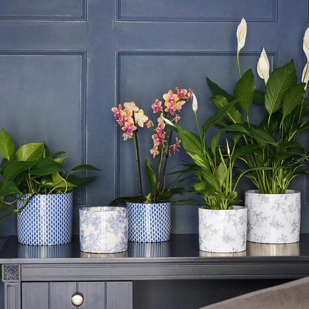 Lazzaro Plant Pot - Vintage Bird 8 Lazzaro Plant Pot - Vintage Bird - Image 6