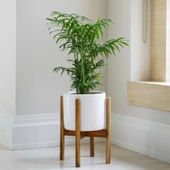 Anzio Plant Pot With Wooden Stand - Stone White 10 Anzio Plant Pot With Wooden Stand - Stone White -Greencore Store Lifestyle Anzio Plant Pot with Wooden Stand Stone White 24x24cm
