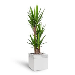 Line-Up Cube Planter - Matt White 9 Line-Up Cube Planter - Matt White -Greencore Store Line Up Cube Planter Matt White Yucca