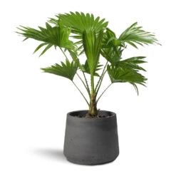 Patt Plant Pot - Black Washed -Greencore Store Livistona rotundifolia Footstool Palm Patt Plant Pot 9d1d8698 064b 4647 9daa b836a16daabd