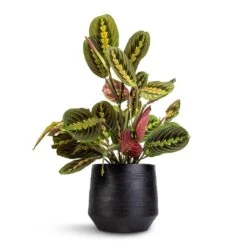 Norell Plant Pot - Black 24 Norell Plant Pot - Black -Greencore Store Maranta leuconeura var. erythroneura Herringbone Plant 12x35cm Norell Plant Pot Black 18x16cm