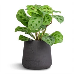 Patt Plant Pot - Black Washed -Greencore Store Maranta leuconeura var. kerchoveana Rabbit s Foot 12x25cm Patt Plant Pot Black Washed 17x14cm 7e1a5c08 4a8f 4ce0 8a83 b77f13d689dc