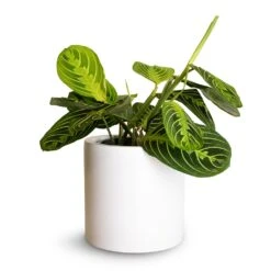 Puk Essentials Planter - Matt White -Greencore Store Maranta leuconeura var.erythroneura Lemon Lime 12x35cm Puk Planter Matt White 15x15cm fc18bf38 3c69 4fca b990 df9582477617