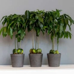 Mini Bucket Plant Pot - Black Washed -Greencore Store Mini Bucket Plant Pot Black Washed Houseplants