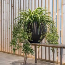 Mini Orb Kevan Plant Pot - Black Washed 27 Mini Orb Kevan Plant Pot - Black Washed -Greencore Store Mini Orb Kevan Plant Pot Black Washed Spider Plant