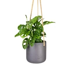 Charlie Hanging Plant Pot - Black Washed -Greencore Store Monstera adansonii Philodendron Monkey Mask 12x30cm Charlie Hanging Plant Pot Black Washed 15x15cm 56acb4f4 05ee 4967 9df7 1177acbc70b3