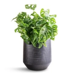Norell Plant Pot - Black 25 Norell Plant Pot - Black -Greencore Store Monstera adansonii Philodendron Monkey Mask 19x50cm Norell Plant Pot Black 25x24cm bb5bbba4 6f7f 4889 9bb5 1cbe250f8a99