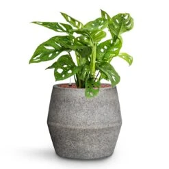 Harley Cement & Stone Plant Pot - Granite Grey 10 Harley Cement & Stone Plant Pot - Granite Grey -Greencore Store Monstera adansonii Philodendron Monkey Mask HydroCare Cement Stone Harley Plant Pot Granite Grey 53c6a442 84b2 4ab2 bef1 30b7551902c5