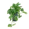 Monstera Adansonii - Philodendron Monkey Mask - HydroCare -Greencore Store Monstera adansonii Philodendron Monkey Mask Hydroculture 15 19x40cm
