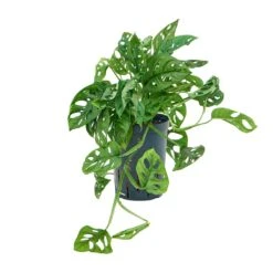 Monstera Adansonii - Philodendron Monkey Mask - HydroCare