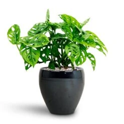Monstera Adansonii - Philodendron Monkey Mask - HydroCare -Greencore Store Monstera adansonii Philodendron Monkey Mask HydrocultureAmora Plant Pot Anthracite Mirror 89da66ab a2a9 47e0 911e c2870c86c44f