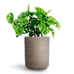 Suzi Plant Pot - Grey Washed -Greencore Store Monstera adansonii Philodendron Monkey Mask HydrocultureSuzi Plant Pot Grey Washed