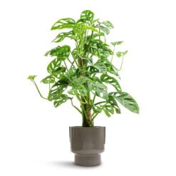 Aries Handles Plant Pot - Charcoal 18 Aries Handles Plant Pot - Charcoal -Greencore Store Monstera adansonii Philodendron Monkey Mask Moss Pole 16x60cm Aries Handles Plant Pot Charcoal 19x20cm e5b3044e fe7b 42b2 be99 1af44f34a556