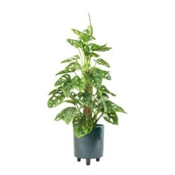 Pisa Plant Pot - Emerald -Greencore Store Monstera adansonii Philodendron Monkey Mask Moss Pole 16x60cm Pisa Plant Pot Emerald 20x24cm