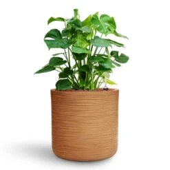 Monstera Deliciosa - HydroCare -Greencore Store Monstera deliciosa HydroCare Dune Cylinder Planter Almond