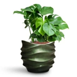 Monstera Deliciosa - HydroCare -Greencore Store Monstera deliciosa HydroCare Gradient Lee Couple Planter Matt Forest