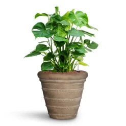 Monstera Deliciosa - HydroCare -Greencore Store Monstera deliciosa HydroCare Treasure Selena Planter Chalk Beige