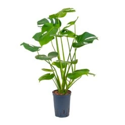 Monstera Deliciosa - HydroCare -Greencore Store Monstera deliciosa Hydroculture 15 19x55cm