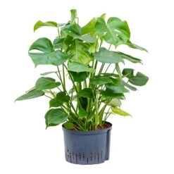 Monstera Deliciosa - HydroCare -Greencore Store Monstera deliciosa Hydroculture 28 19x85cm