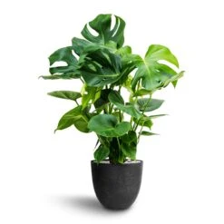 Monstera Deliciosa - HydroCare -Greencore Store Monstera deliciosa Hydroculture Bola Artstone Plant Pot Black