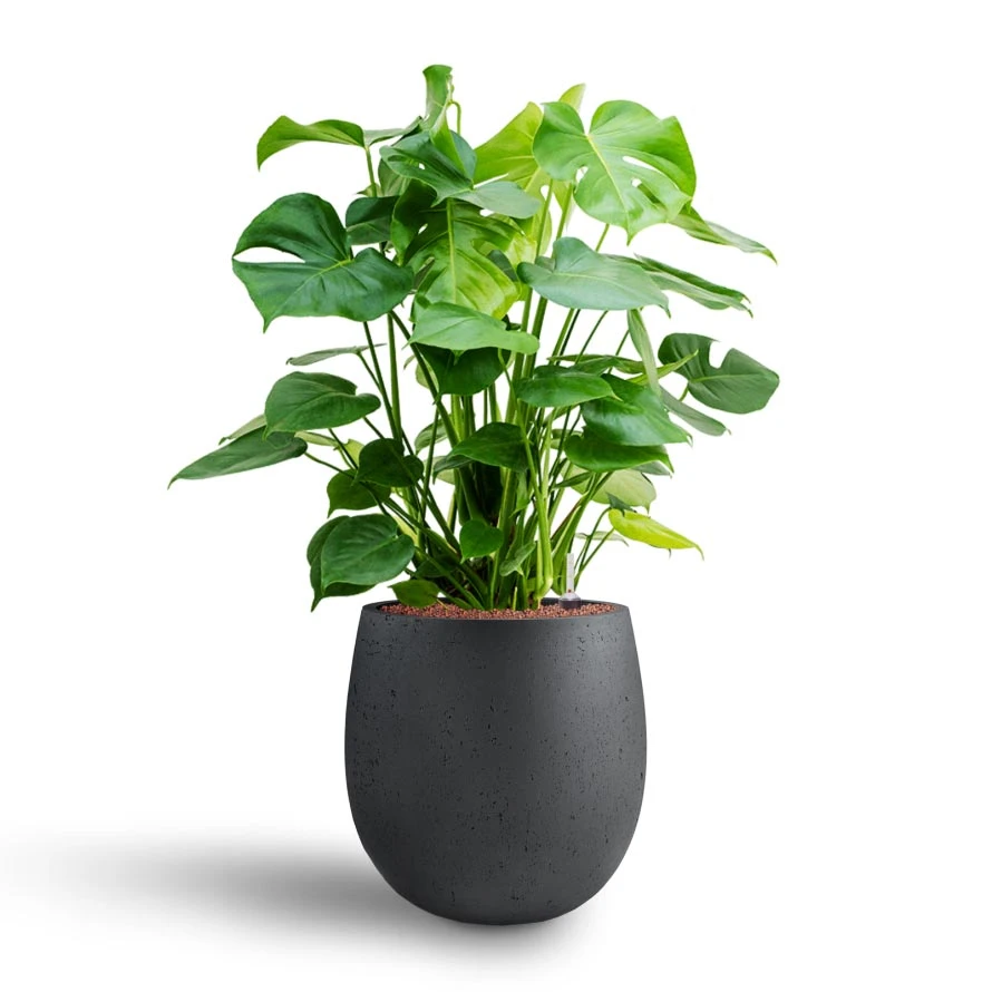 Grigio Balloon Plant Pot - Anthracite Concrete 9 Grigio Balloon Plant Pot - Anthracite Concrete - Image 7