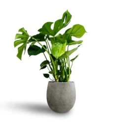 Monstera Deliciosa - HydroCare -Greencore Store Monstera deliciosa Hydroculture Grigio Balloon Plant Pot Natural Concrete