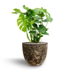 Monstera Deliciosa - HydroCare -Greencore Store Monstera deliciosa Hydroculture Lava Couple Relic Planter Black
