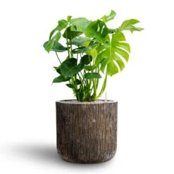 Luxe Lite Waterfall Cylinder Planter - Bronze -Greencore Store Monstera deliciosa Hydroculture Luxe Lite Waterfall Cylinder Planter Bronze 05793a49 d1a0 463b 8e75 c15fa652684a