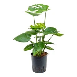Monstera Deliciosa - HydroCare -Greencore Store Monstera deliciosa Indoor Plant Hydroculture 18 19x70cm