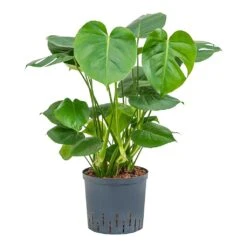 Monstera Deliciosa - HydroCare -Greencore Store Monstera deliciosa Indoor Plant Hydroculture 22 19x70cm
