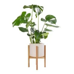 Monstera Deliciosa - Swiss Cheese Plant -Greencore Store Monstera deliciosa Swiss Cheese Plant 17x60cm Anzio Plant Pot with Wooden Stand Stone White 24x24cm
