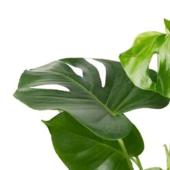 Monstera Deliciosa - Swiss Cheese Plant -Greencore Store Monstera deliciosa Swiss Cheese Plant 17x65cm 2