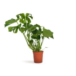 Monstera Deliciosa - Swiss Cheese Plant -Greencore Store Monstera deliciosa Swiss Cheese Plant 21x70cm