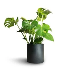 Puk Natural Planter - Matt Black -Greencore Store Monstera deliciosa Swiss Cheese Plant 21x70cm Puk Natural Planter Matt Black 25x25cm