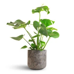 Monstera Deliciosa - Swiss Cheese Plant -Greencore Store Monstera deliciosa Swiss Cheese Plant 21x70cm Saar Plant Pot Earth Cement 26x25cm