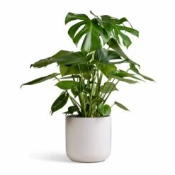 Monstera Deliciosa - Swiss Cheese Plant -Greencore Store Monstera deliciosa Swiss Cheese Plant 21x80cm Lisbon Plant Pot White 24x24cm 003985f8 7835 44e5 8d30 2cf17d2facce