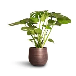 Monstera Deliciosa - Swiss Cheese Plant -Greencore Store Monstera deliciosa Swiss Cheese Plant 21x80cm Lydia Plant Pot Shiny Purple 26x26cm 30aae58f 4d6d 45e9 a0b4 108d0bd2cca8