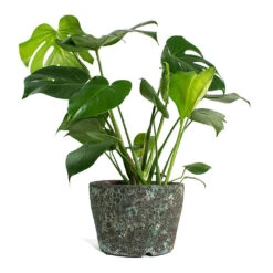 Lava Couple Straight Relic Planter - Jade -Greencore Store Monstera deliciosa Swiss Cheese Plant Lava Couple Straight Relic Planter Jade