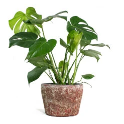 Monstera Deliciosa - Swiss Cheese Plant -Greencore Store Monstera deliciosa Swiss Cheese Plant Lava Couple Straight Relic Planter Pink 1c570f30 76d0 4e5f 8efc e6db177ddf6c