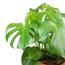 Monstera Deliciosa - Swiss Cheese Plant -Greencore Store Monstera deliciosa Swiss Cheese Plant Leaves