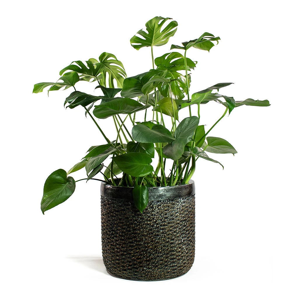 Luxe Lite Layer Cylinder Planter - Bronze 8 Luxe Lite Layer Cylinder Planter - Bronze - Image 6