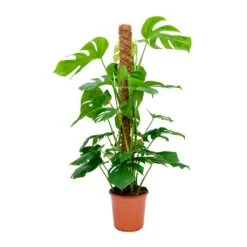 Monstera Deliciosa - Swiss Cheese Plant - Moss Pole -Greencore Store Monstera deliciosa Swiss Cheese Plant Moss Pole