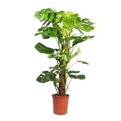 Monstera Deliciosa - Swiss Cheese Plant - Moss Pole -Greencore Store Monstera deliciosa Swiss Cheese Plant Moss Pole 24x110cm